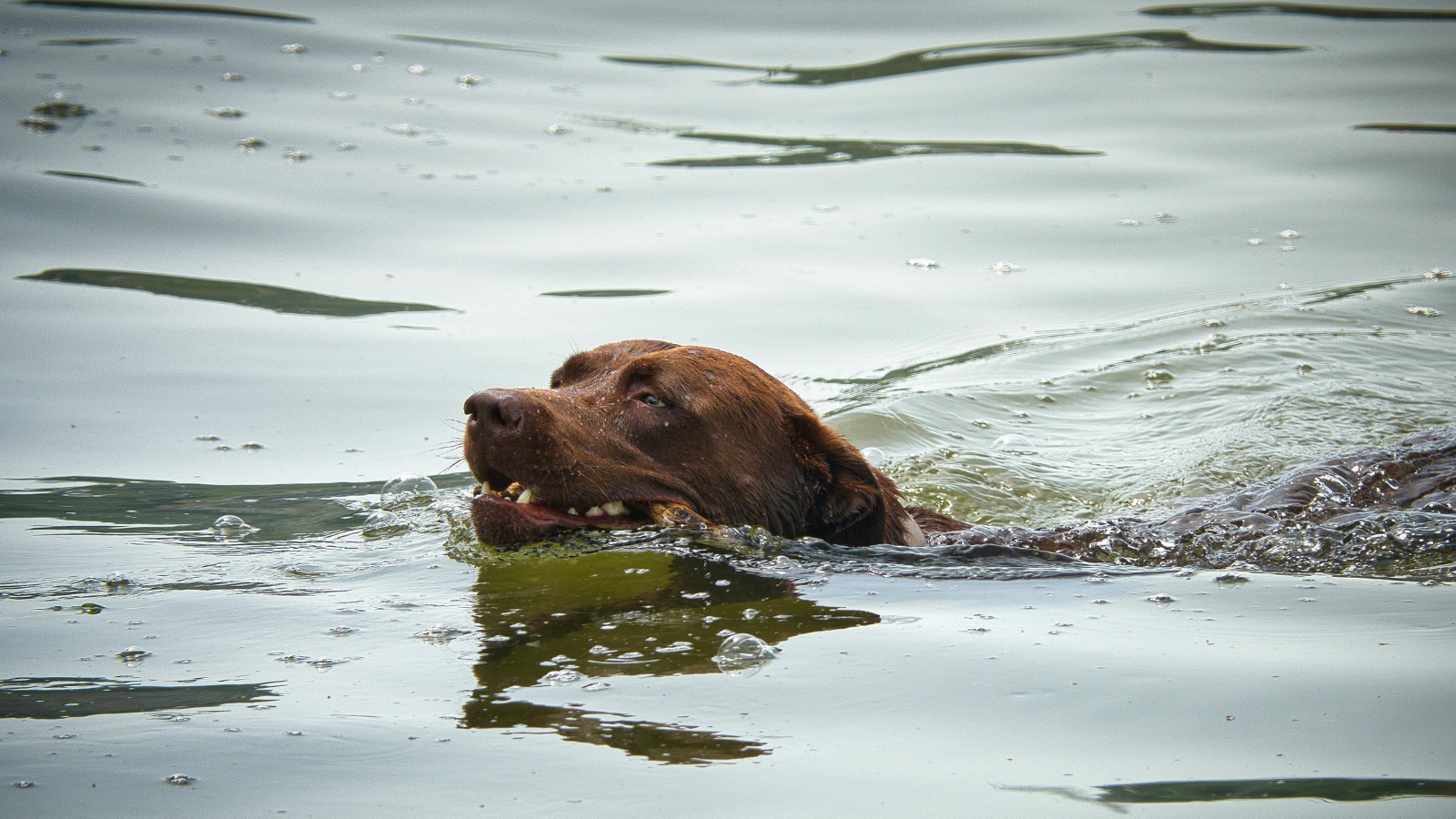 Brown dog swimming in a calm lake, leaving a ripple trail behind