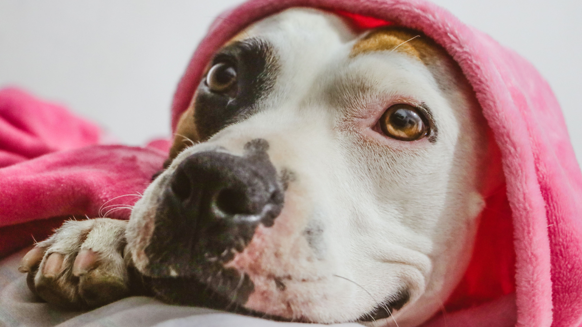 Dog wrapped in a pink blanket, resting its head with a calm, curious expression.