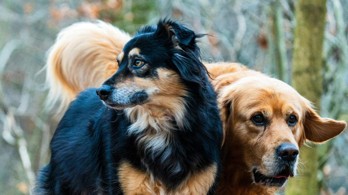 Two dogs outdoors: a black-and-tan dog in front of a golden dog, both looking alert.