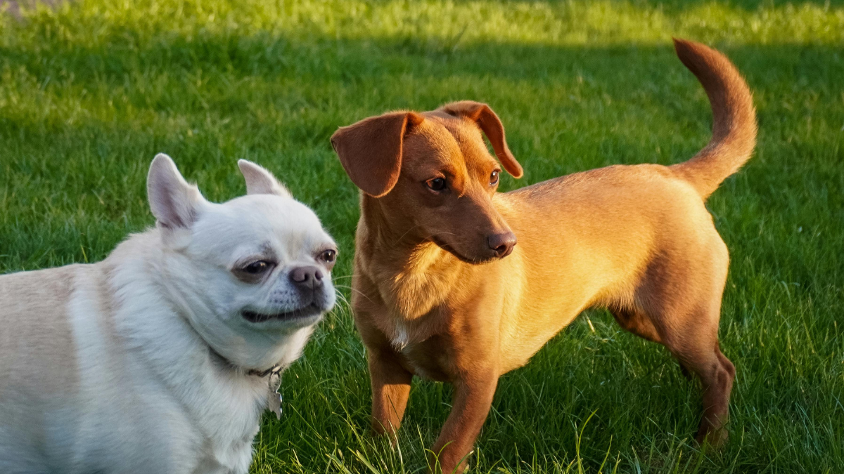 Two small dogs standing in grass, one white and one tan, with alert expressions.