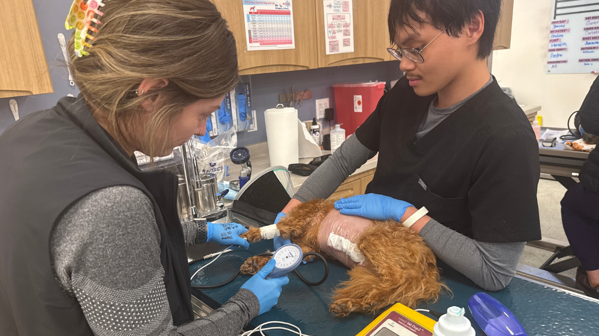 Two people gently examine a small dog on a blue table in a veterinary clinic