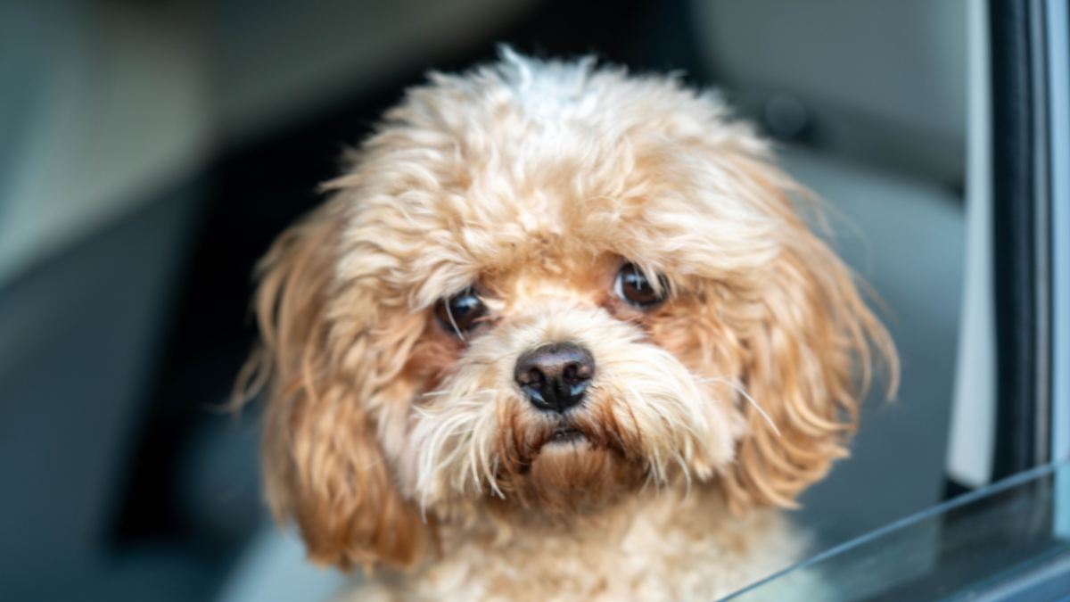 Small fluffy tan dog looking out from a car window