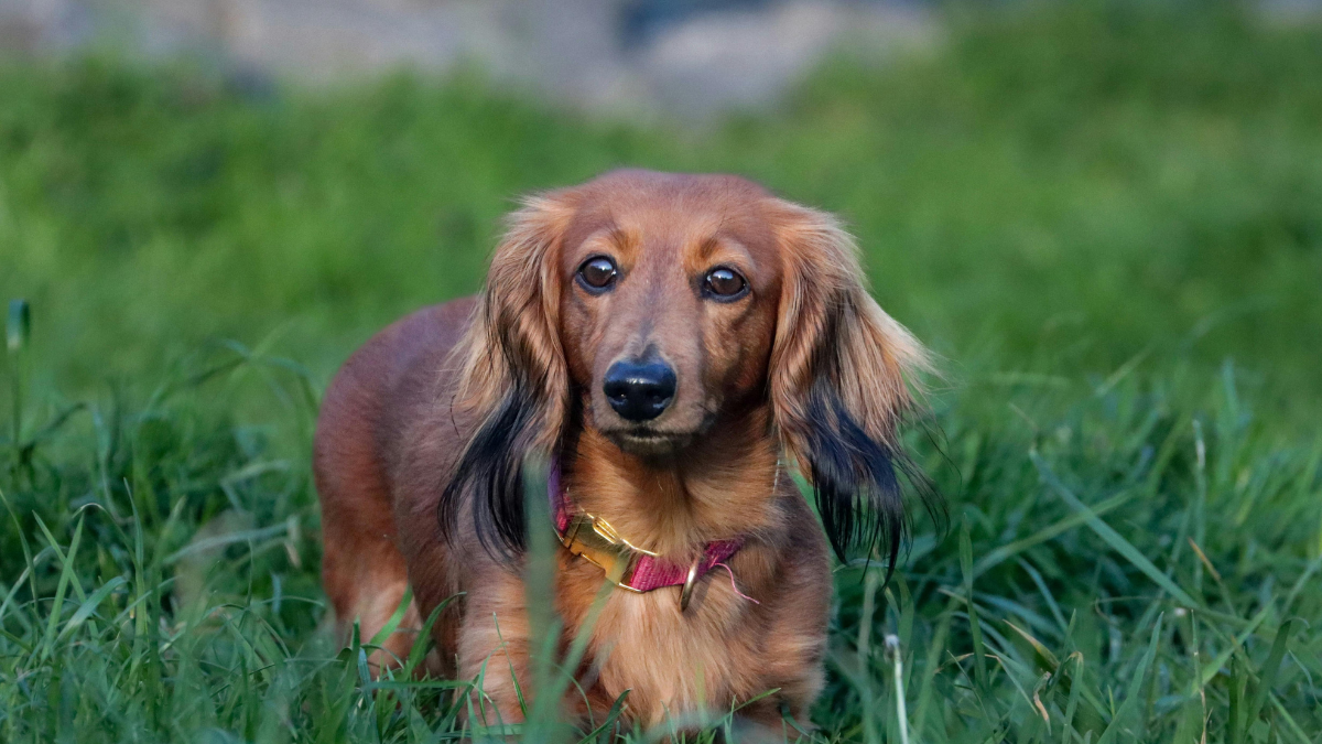Small brown dachshund sitting in green grass, wearing a red collar.