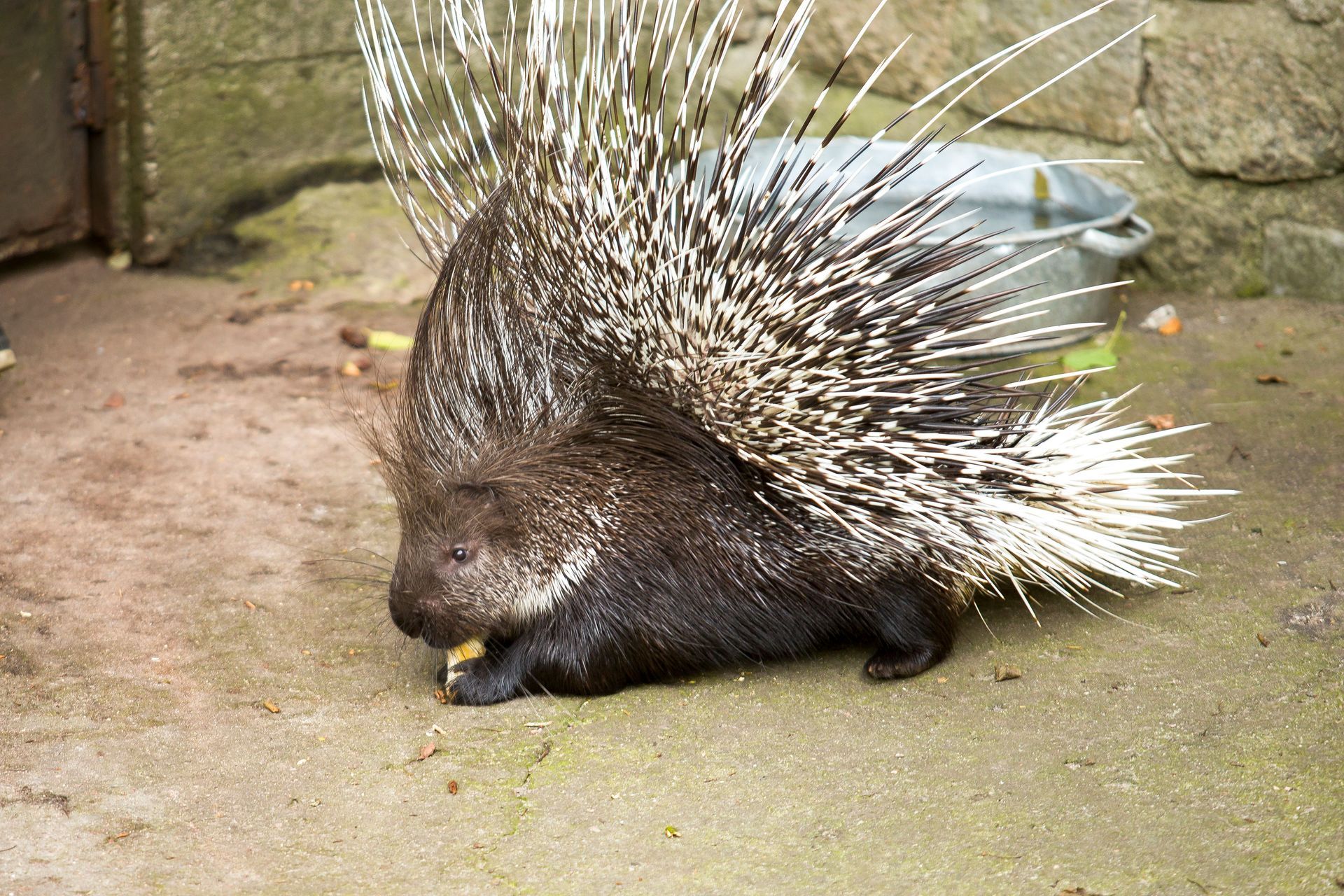 Porcupine with black and white quills resting on a concrete floor near a bowl