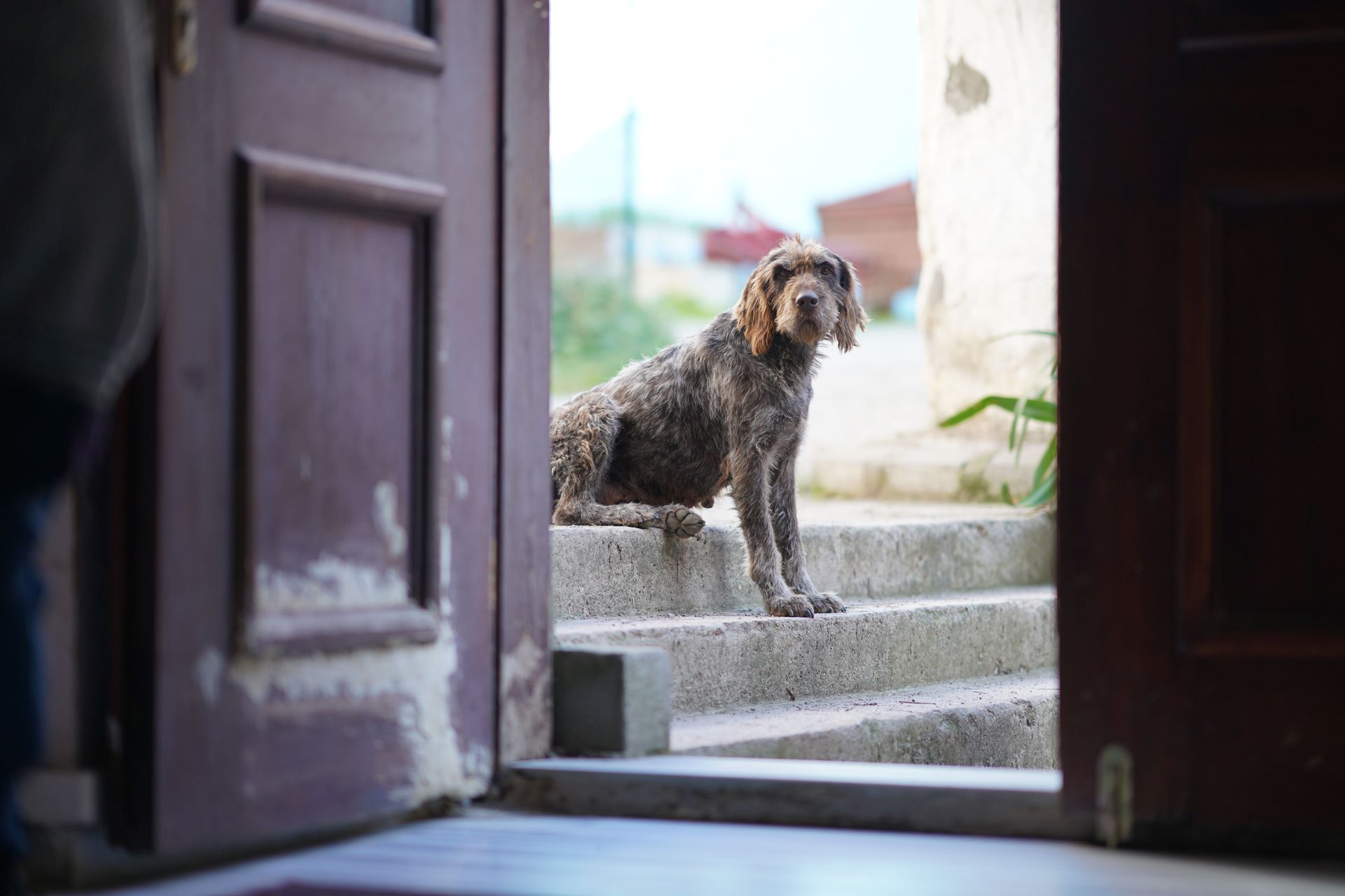 Brown curly-haired dog sitting on stone steps, seen through an open doorway