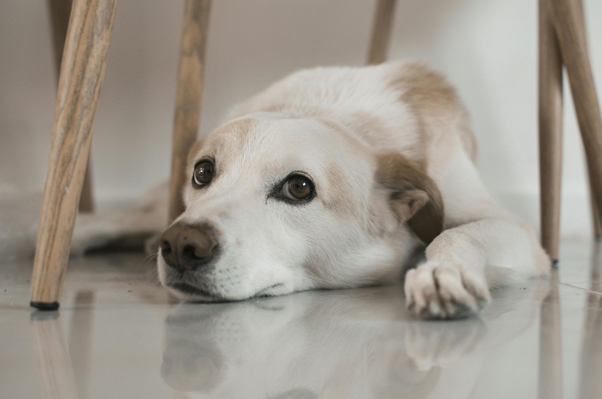 White dog lying on a glossy floor under a chair, looking calm and resting