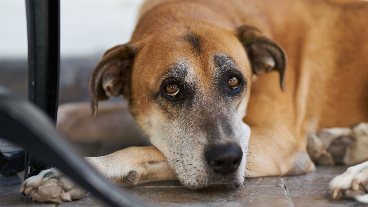 Brown and white dog lying down with its head resting on the floor, looking sad