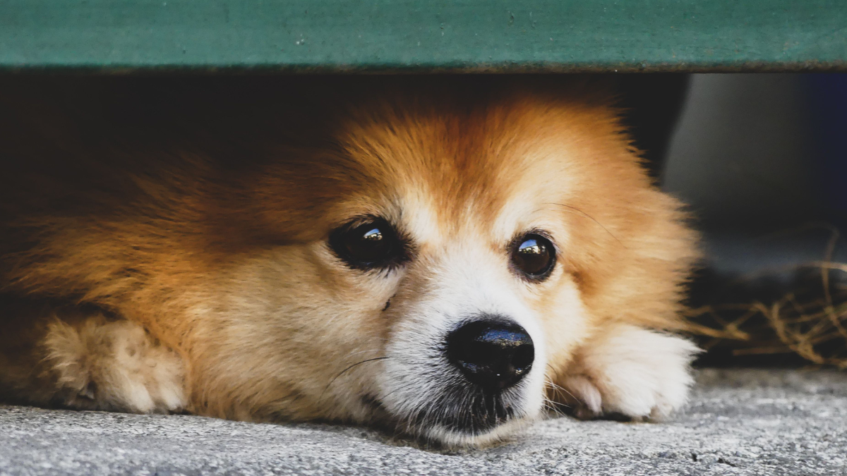 Small fluffy brown-and-white dog lying on the floor, peeking out from under furniture
