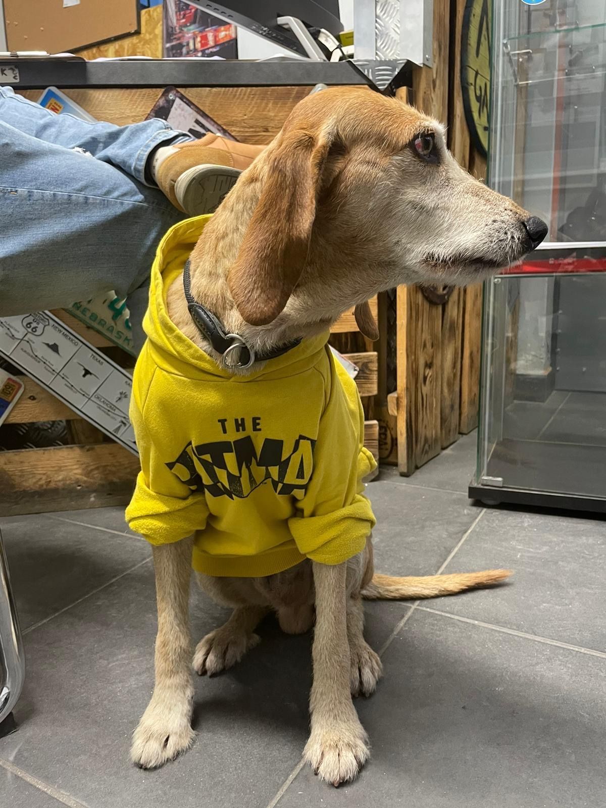 cane mascotte