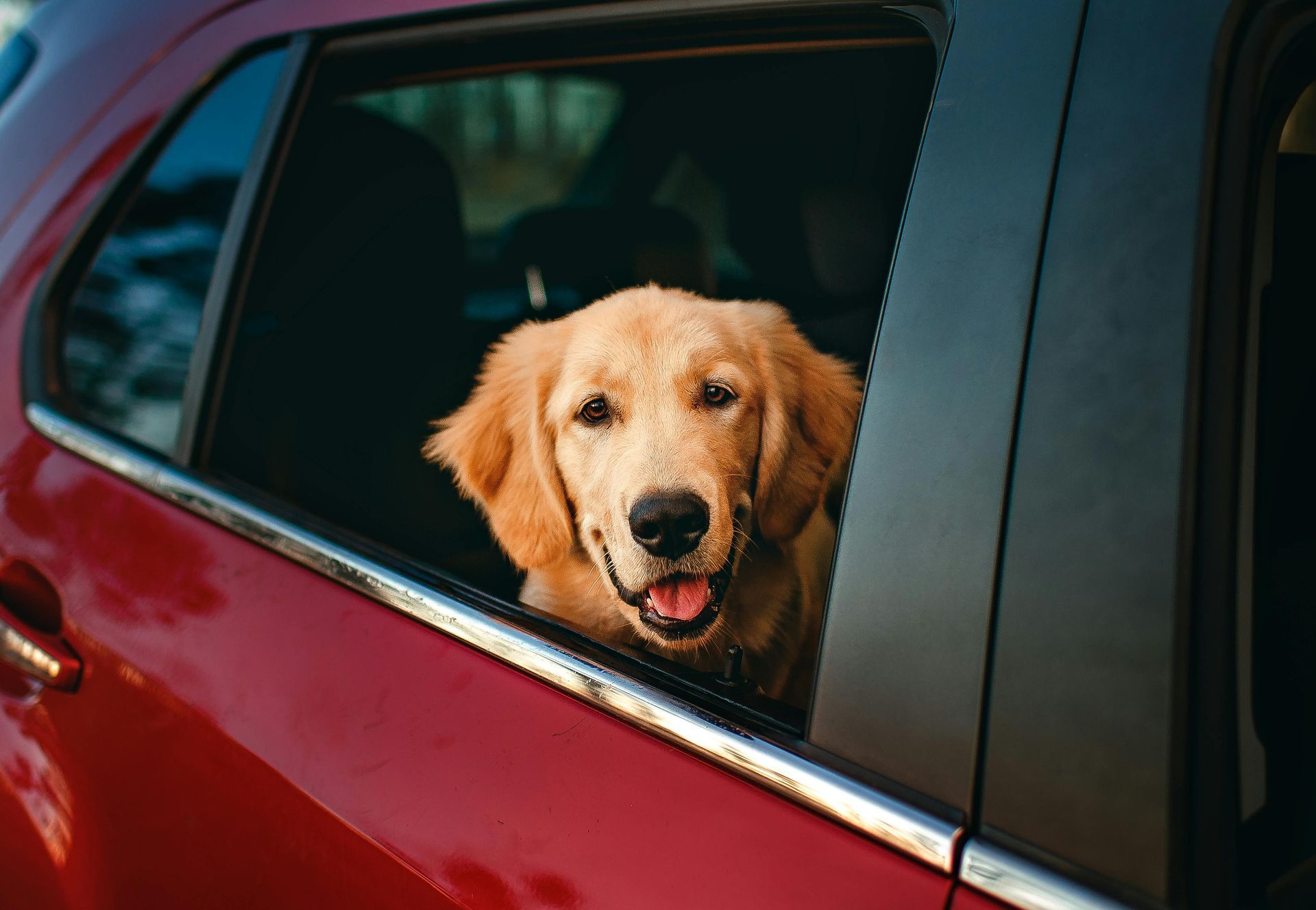 Golden retriever looking out a red car window with its tongue out