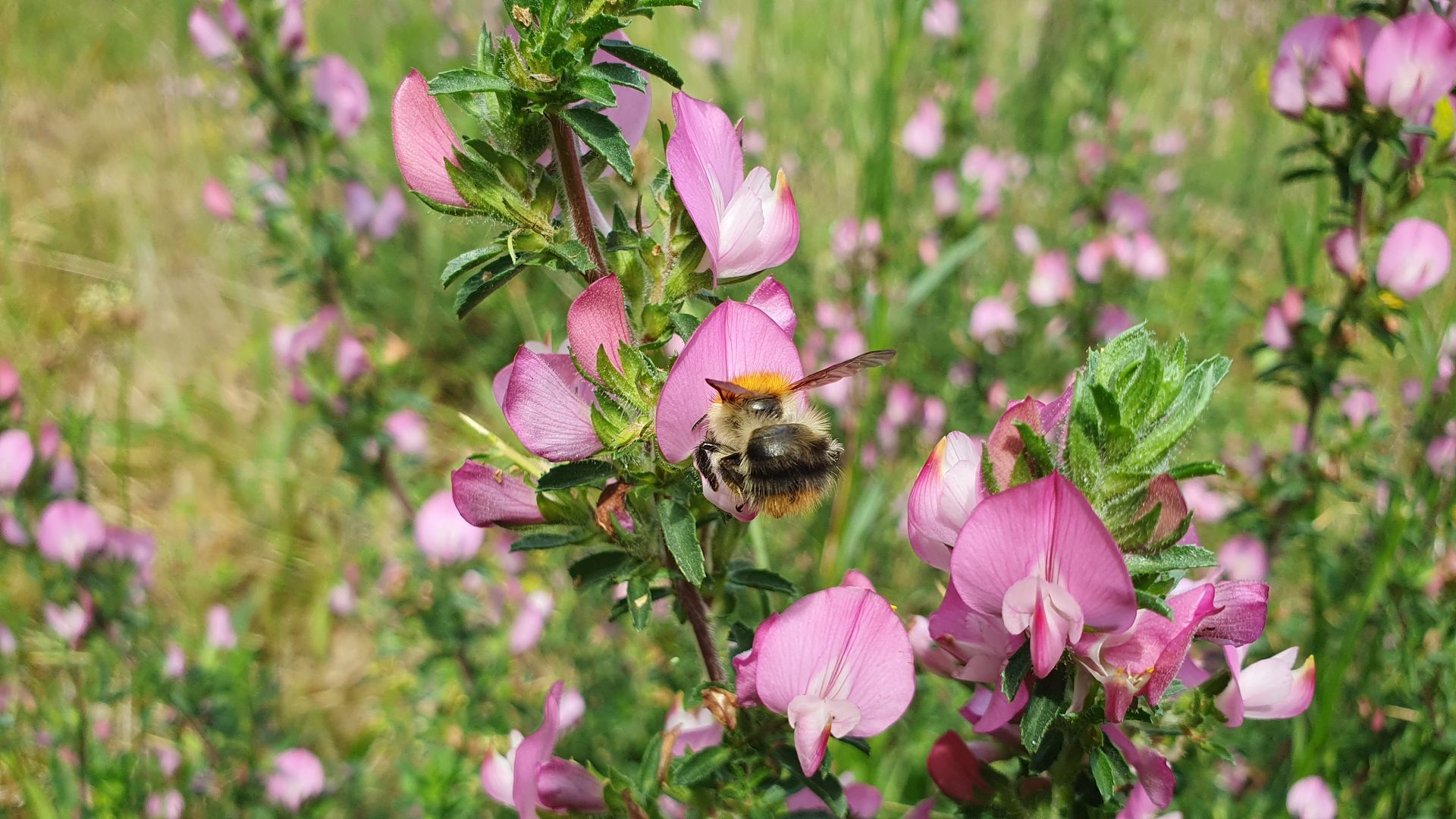 Bloeiende Kattendoorn Bloemenweide Houtlaan Assen