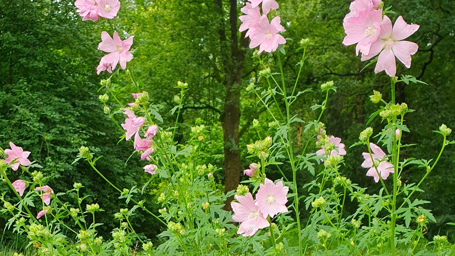 Bloeiend Kaasjeskruid Bloemenweide Houtlaan Assen