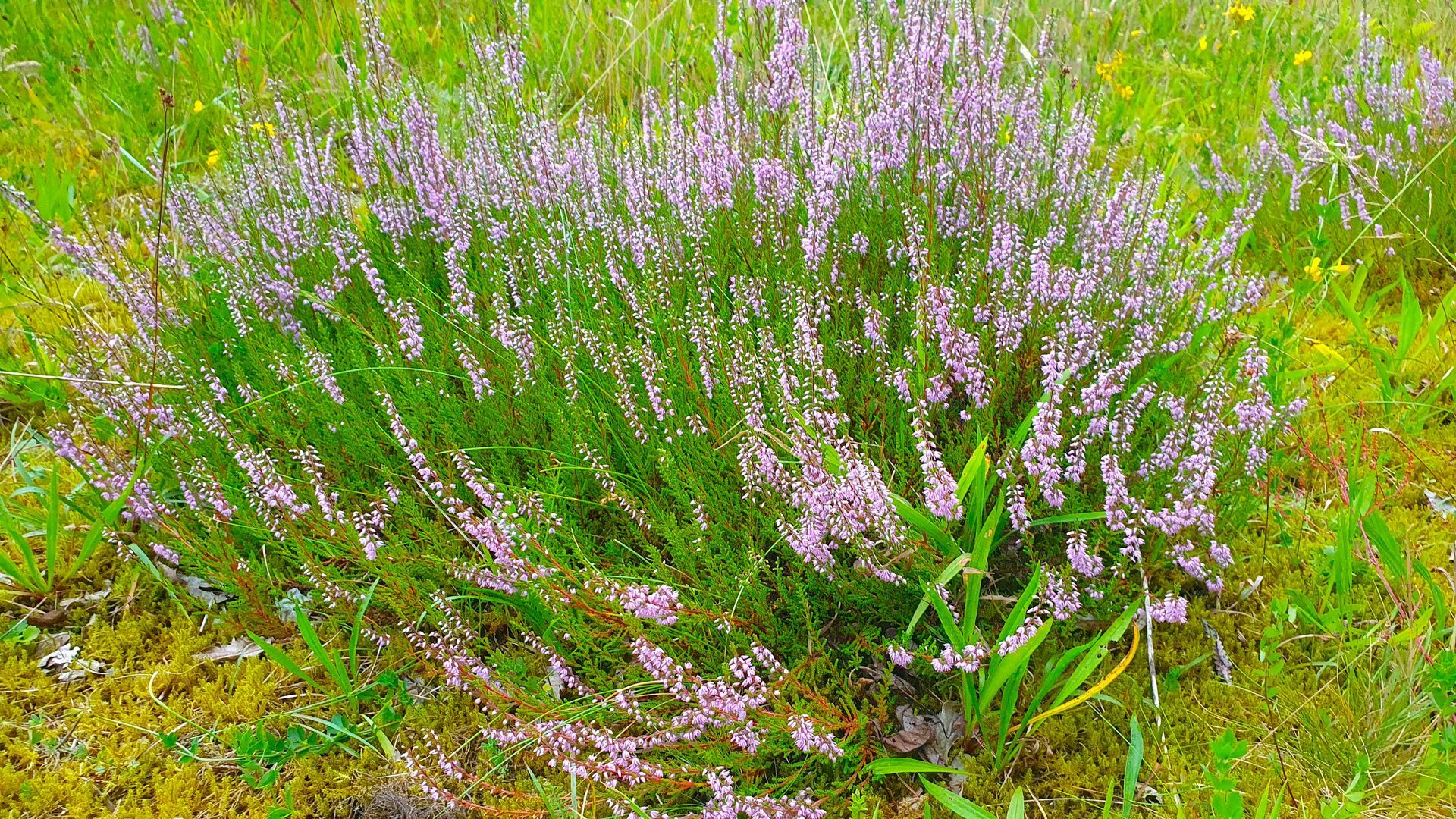 Struikheide (Calluna) Bloemenweide Houtlaan Assen