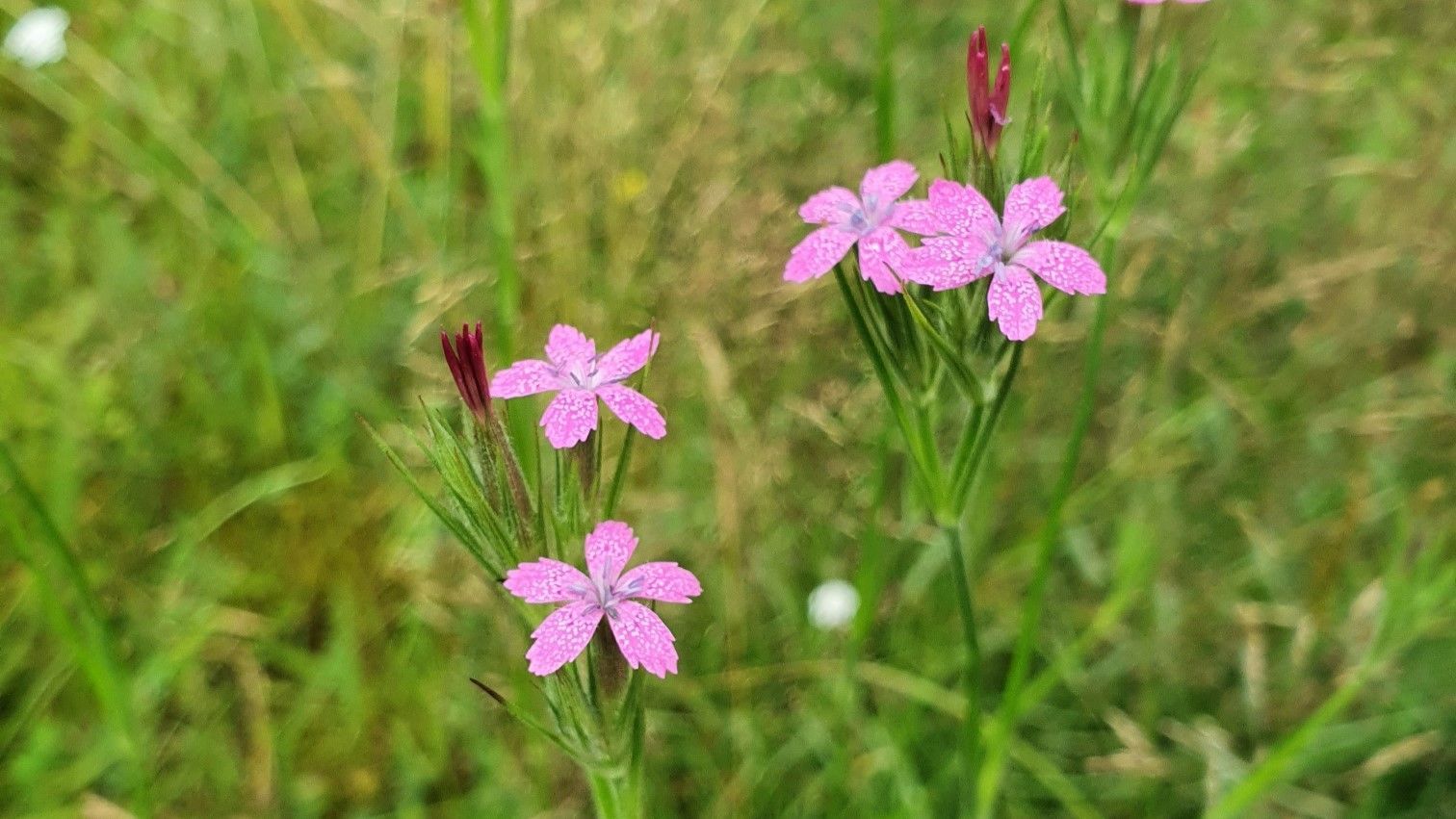 Wilde anjersoort Bloemenweide Houtlaan Assen
