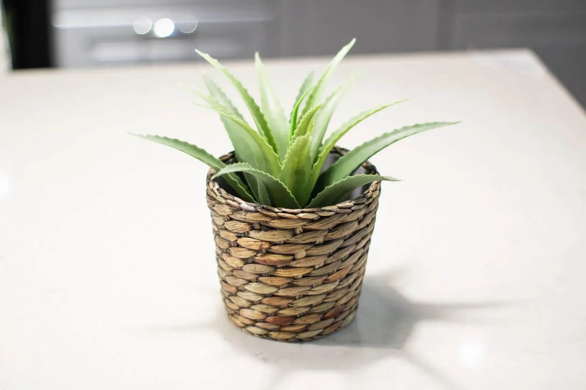 Cacti — Shepparton VIC — KitchenWise Cacti — Shepparton VIC — KitchenWise