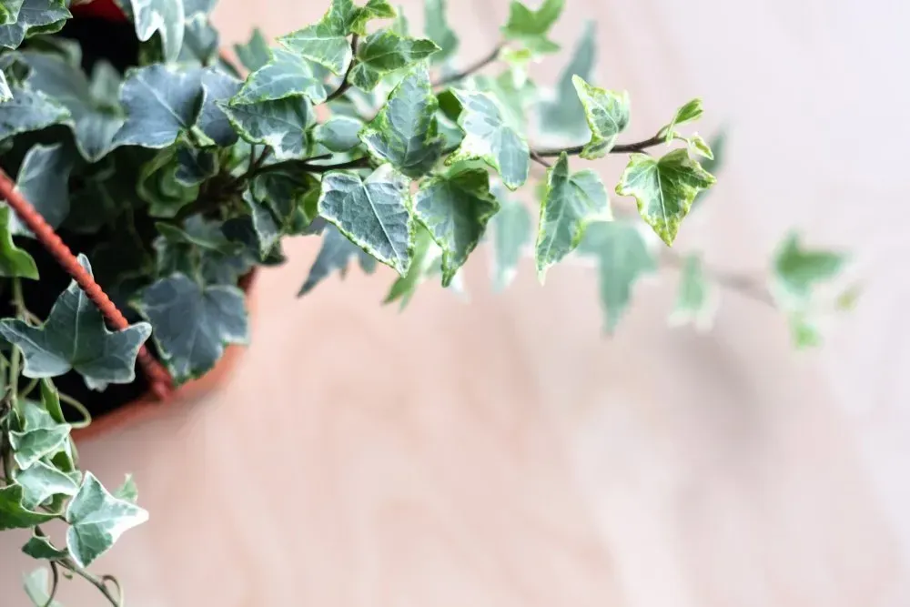 English Ivy Leaves — Shepparton VIC — KitchenWise English Ivy Leaves — Shepparton VIC — KitchenWise