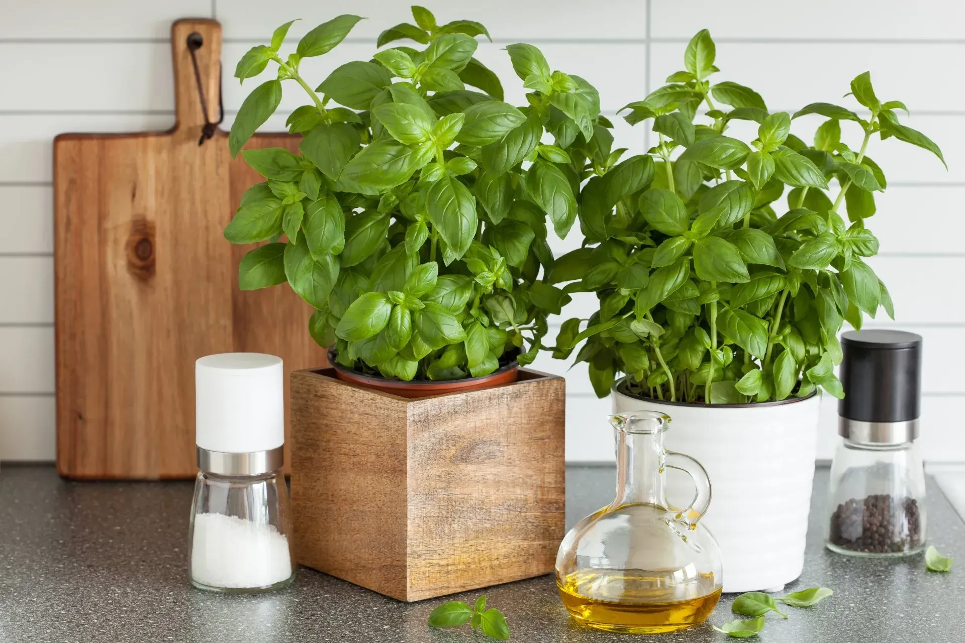Spider Plant — Shepparton VIC — KitchenWise Spider Plant — Shepparton VIC — KitchenWise