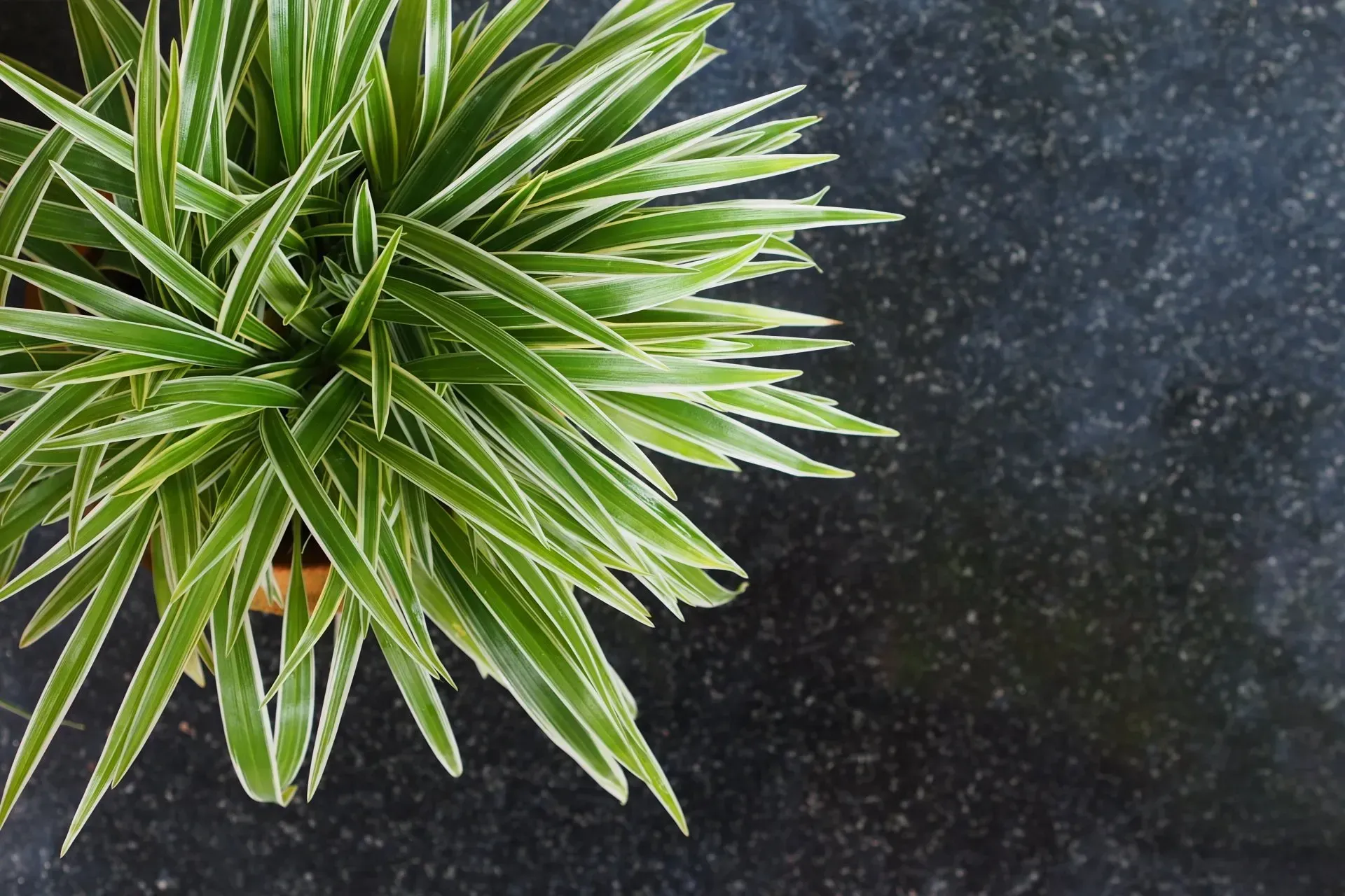Aloevera — Shepparton VIC — KitchenWise Aloevera — Shepparton VIC — KitchenWise