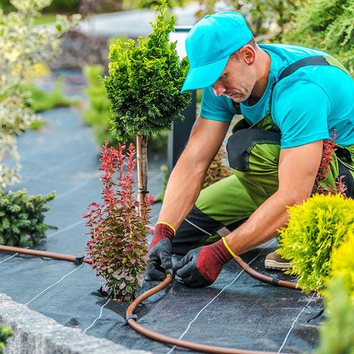 Man Installing Irrigation