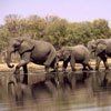 A herd of elephants are drinking water from a river.