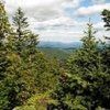 A lush green forest with a view of the mountains in the background.