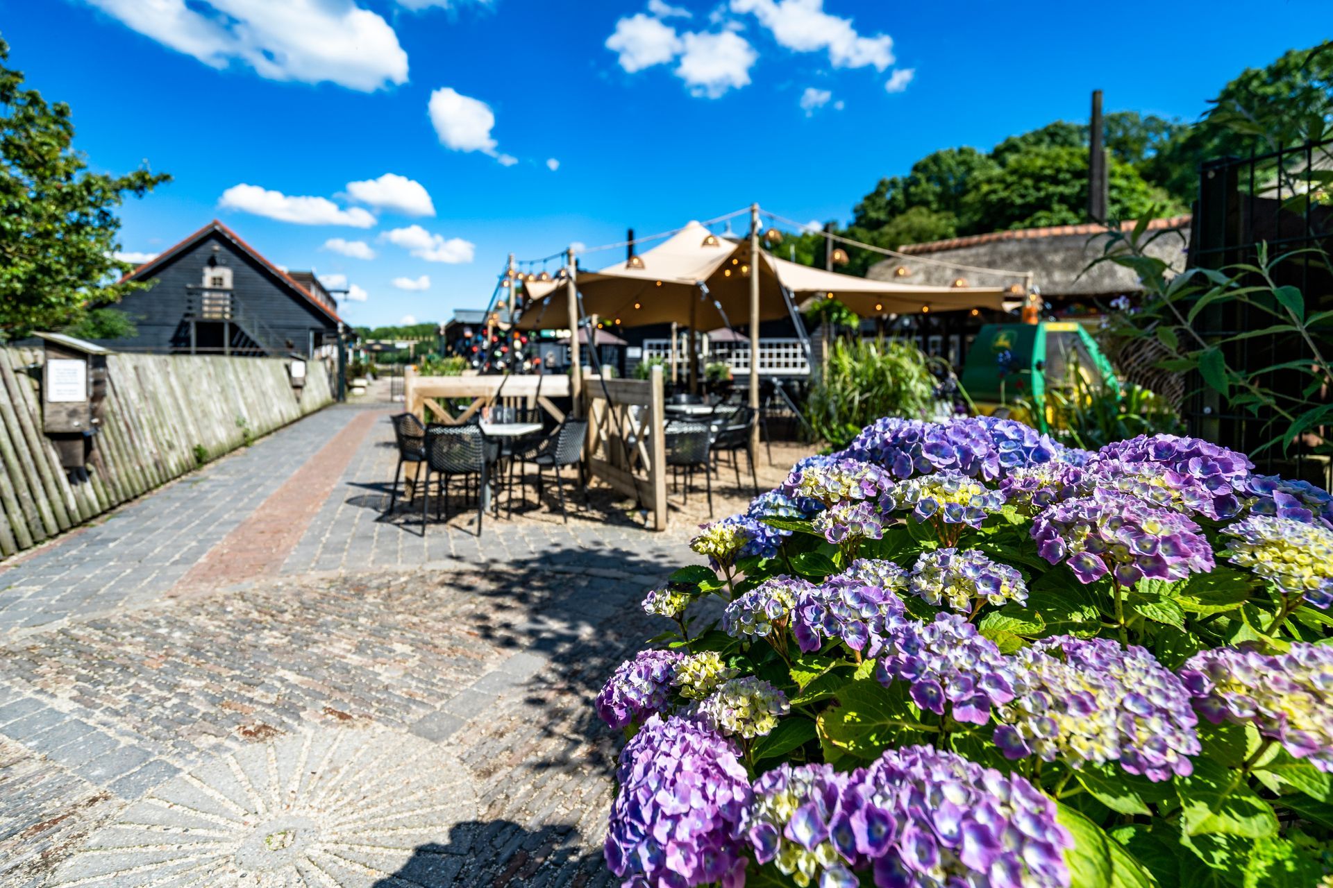 Een restaurant in de openlucht met tafels en stoelen onder een luifel, omringd door bloeiende paarse hortensia's en een blauwe hemel.