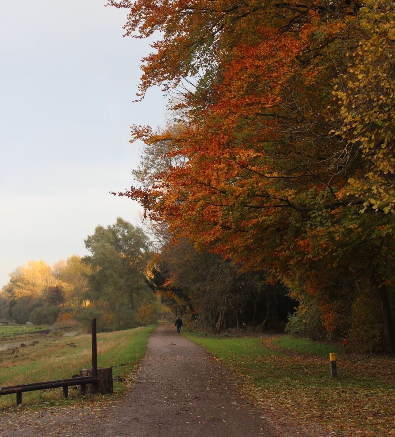Pad door bomen met herfstbladeren, een persoon loopt, bewolkte lucht.