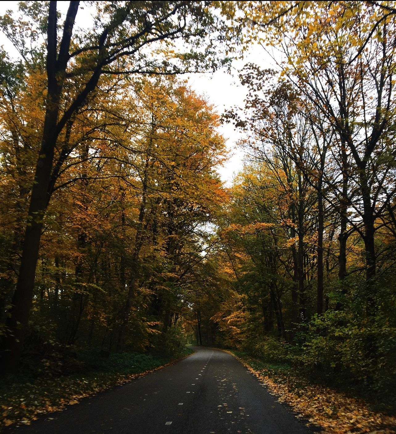 Een asfaltweg door een bos met gele herfstbladeren en een bewolkte hemel.