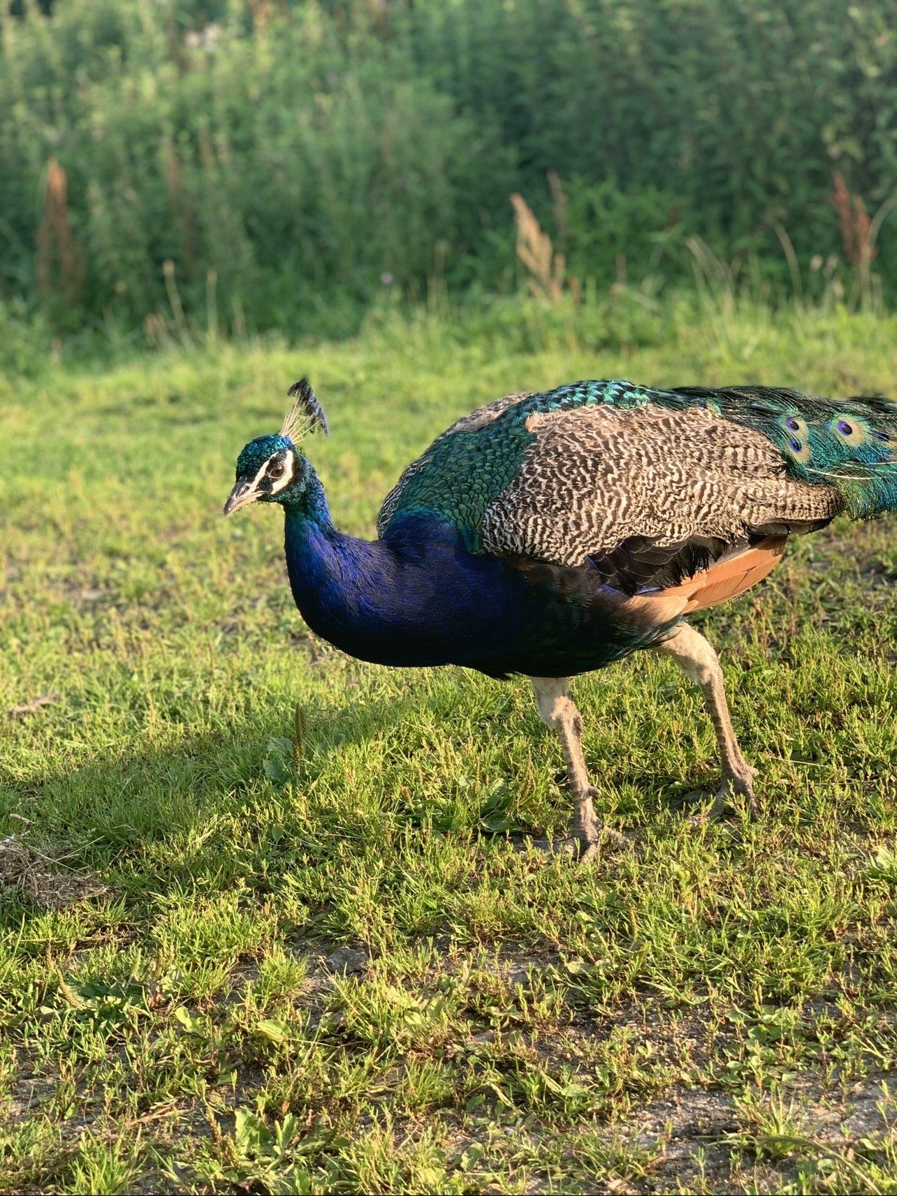 Een pauw met iriserend blauw, groen en bruin verenkleed, lopend op groen gras.