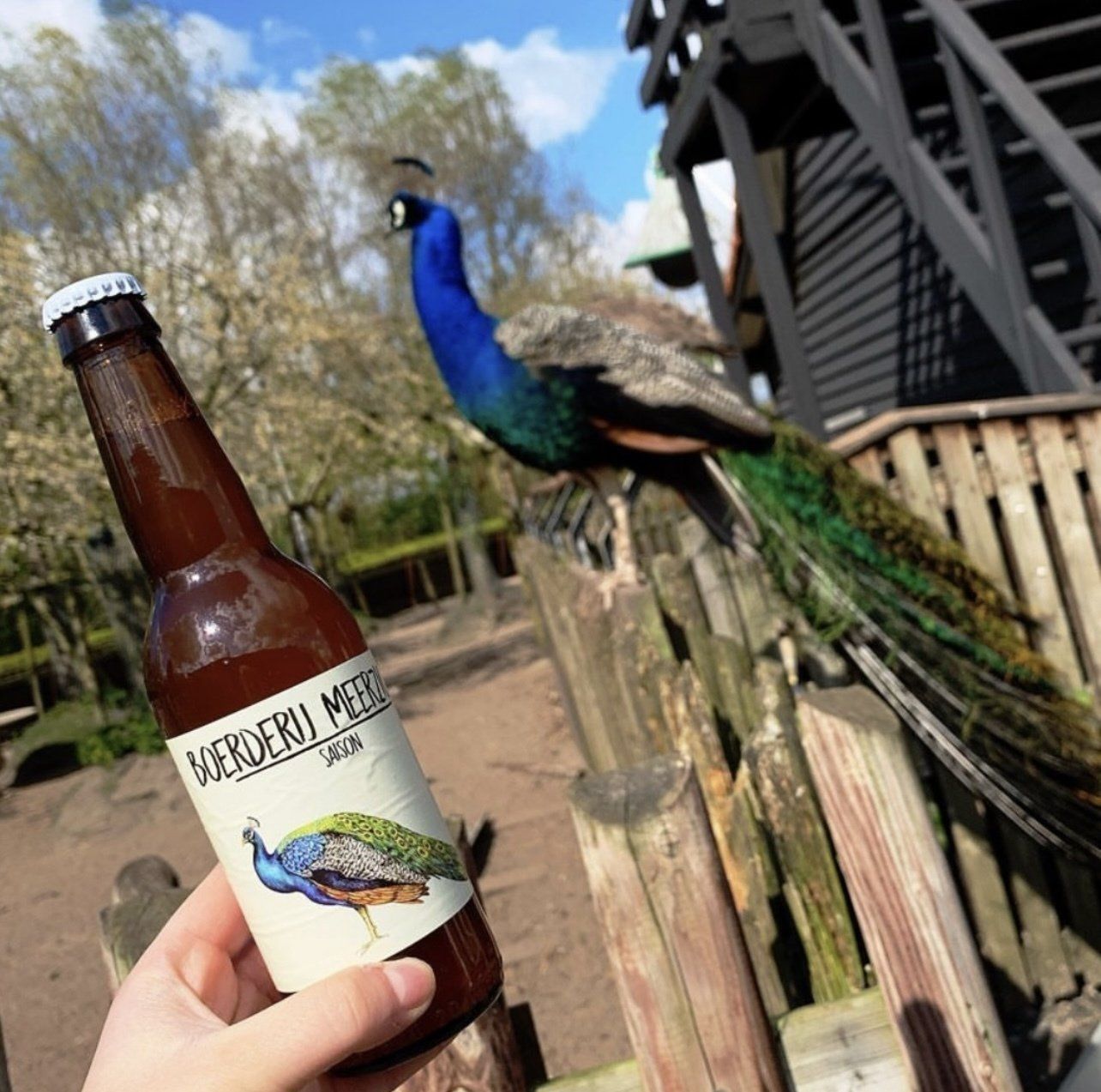Een hand houdt een bierfles vast met een afbeelding van een pauw op een houten hek voor een windmolen.