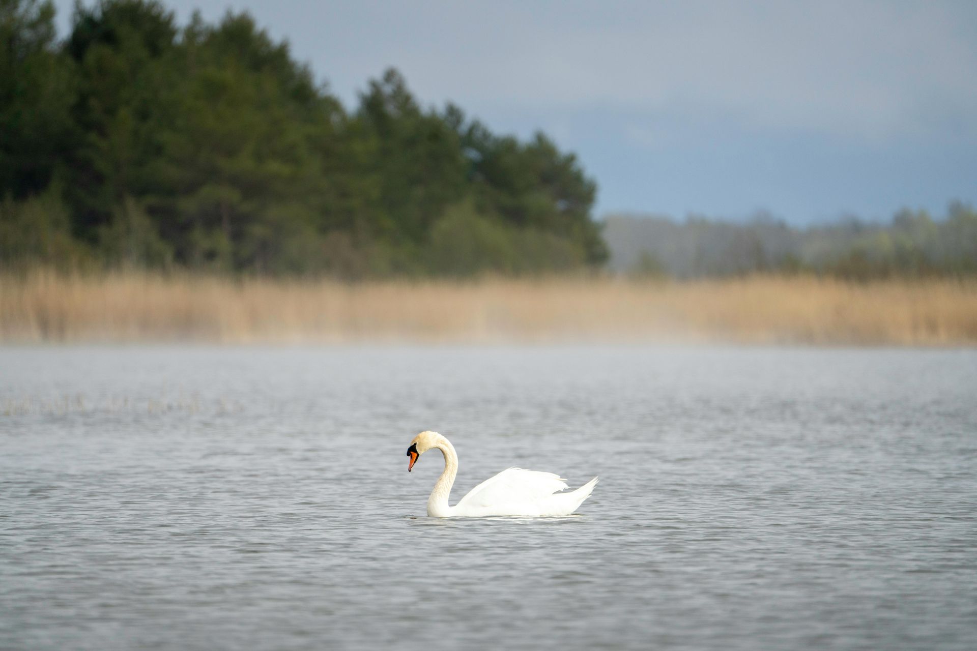 A white swan is swimming in a lake with trees in the background.