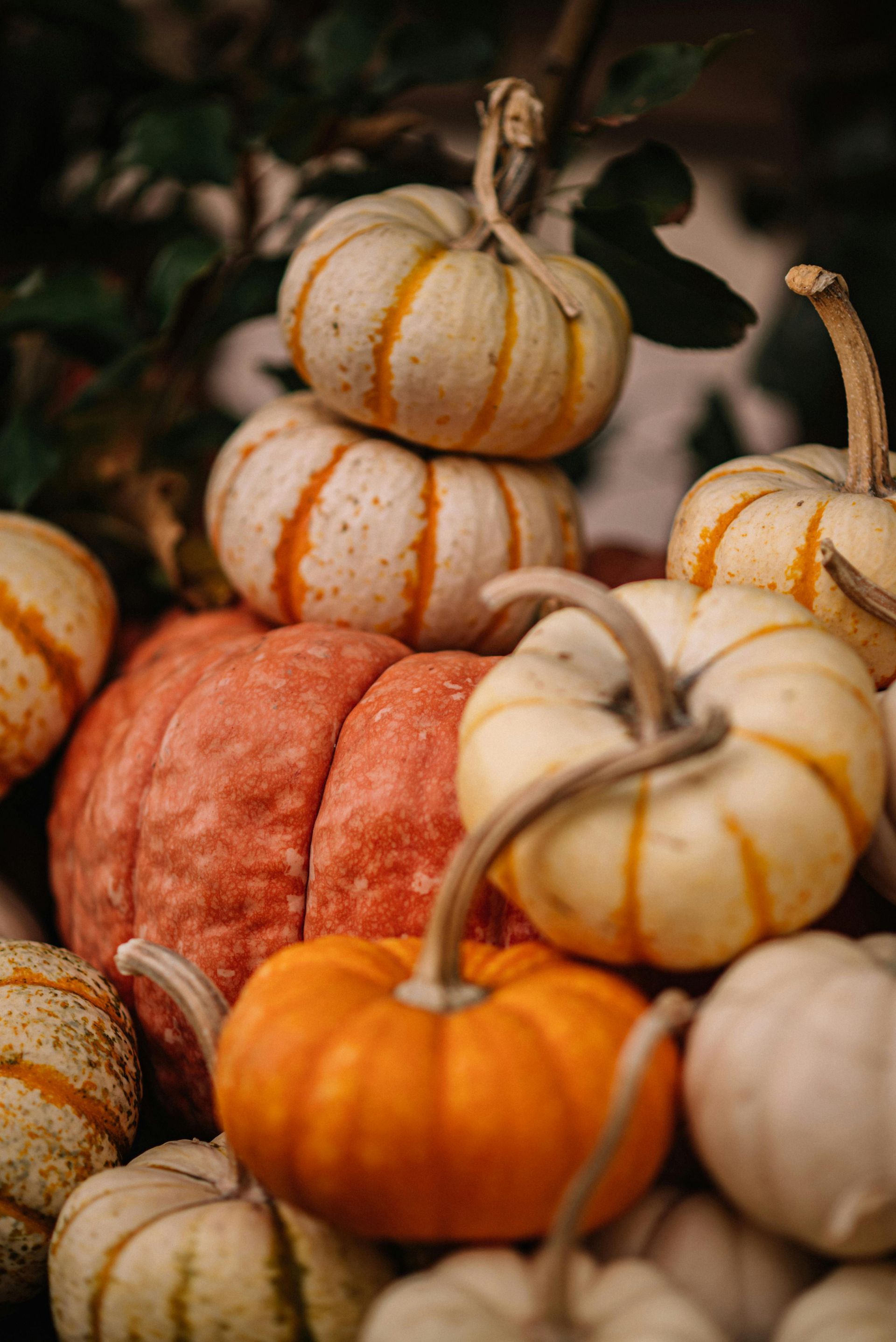 A pile of tiny pumpkins