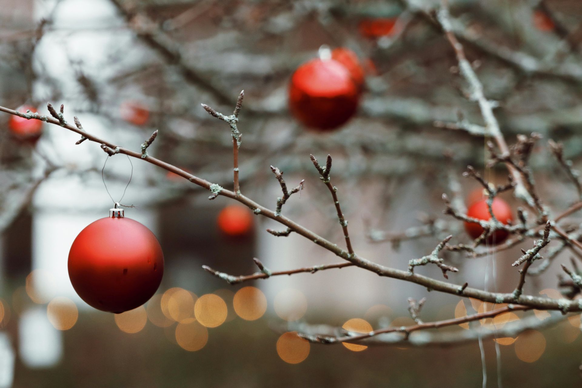 Red christmas balls are hanging from a tree branch.
