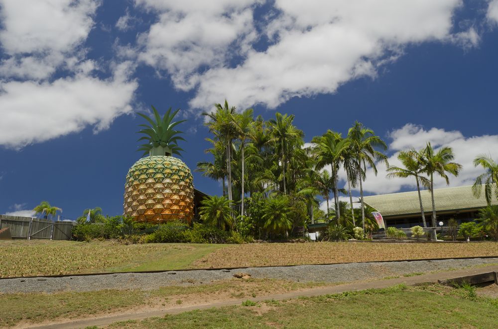 A 16 Meter High Plastic Pineapple With Bushes At Front And Palm Trees — The Denture Care Group Sunshine Coast in Woombye, QLD