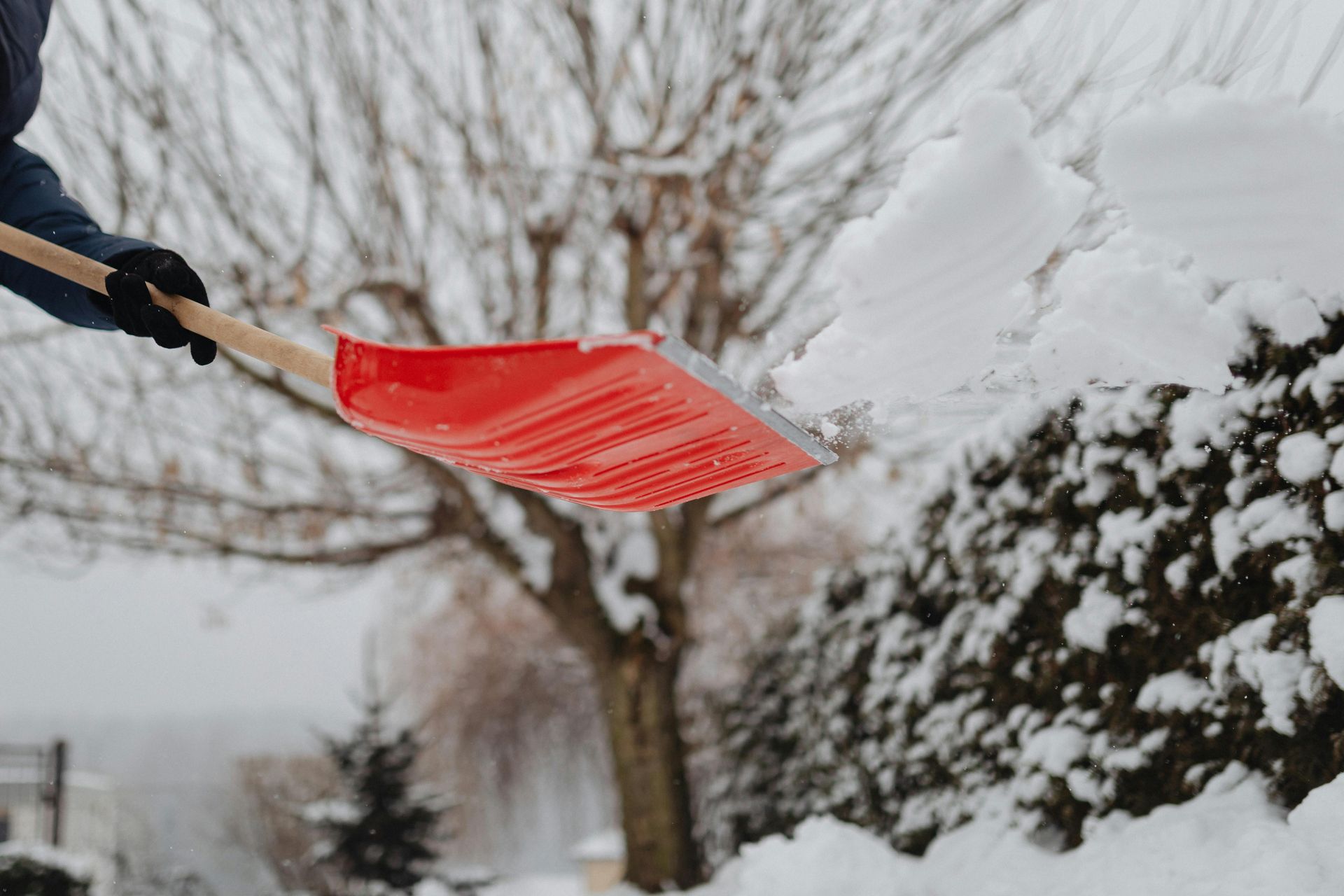 Person shoveling snow from a red shovel onto a snow-covered bush in a snowy outdoor setting.