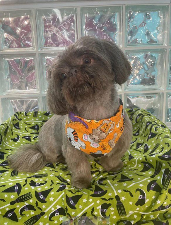 Dog & Cat Grooming Boynton Beach, FL Best Friends Pet