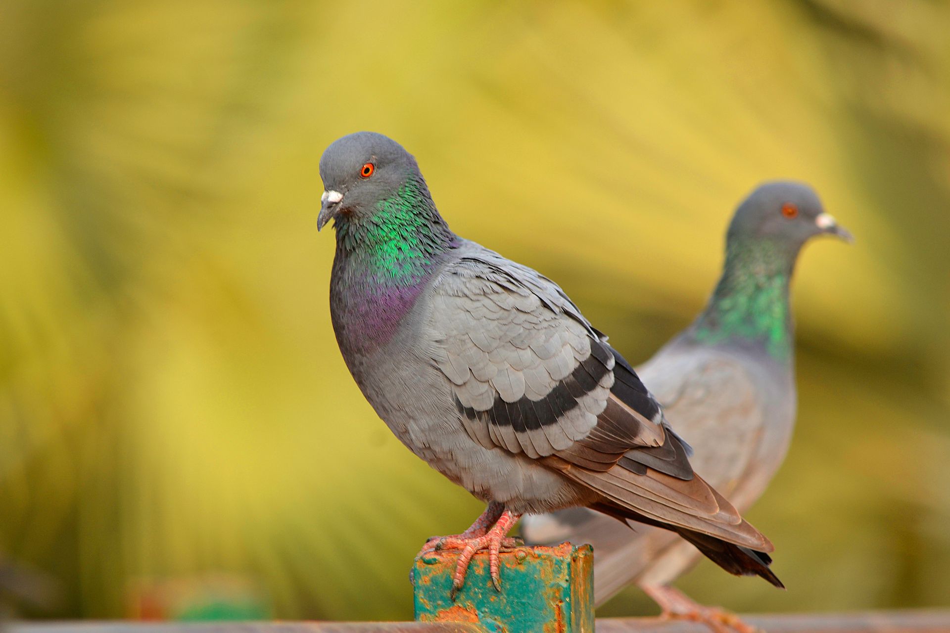 Due piccioni sono appollaiati su un palo di recinzione verde.