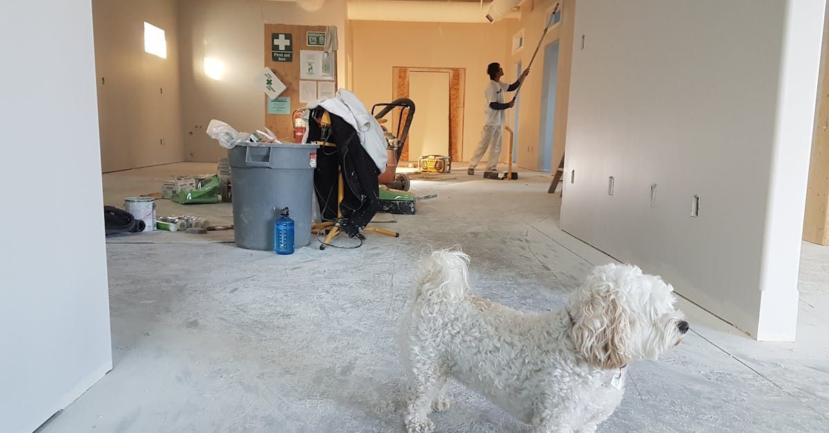 A small white dog is sitting in a room with people painting the walls.