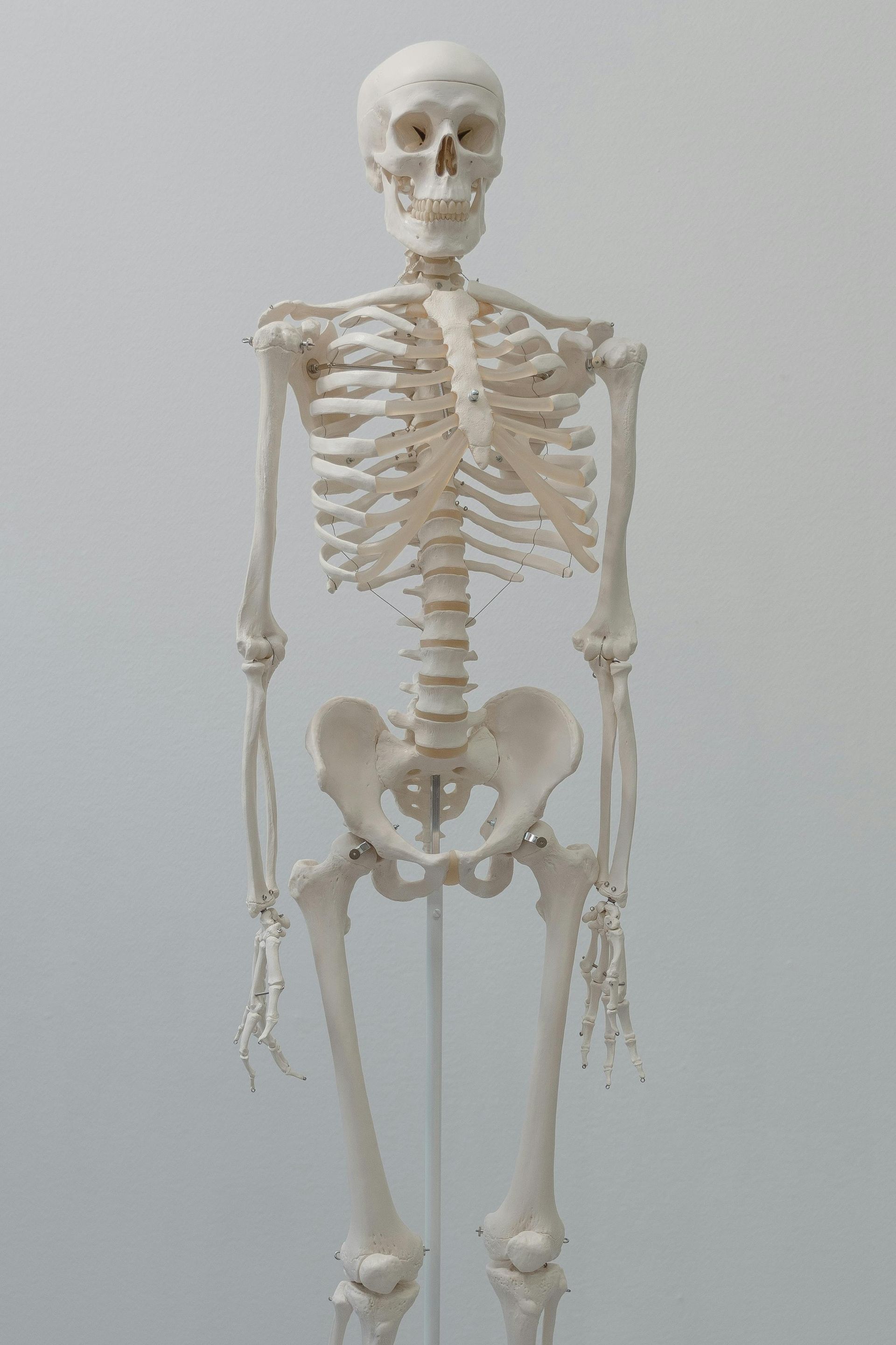 Human Skeleton Model, Standing Upright Against a White Wall — Spinal Decompression Sunshine Coast In Maroochydore, QLD