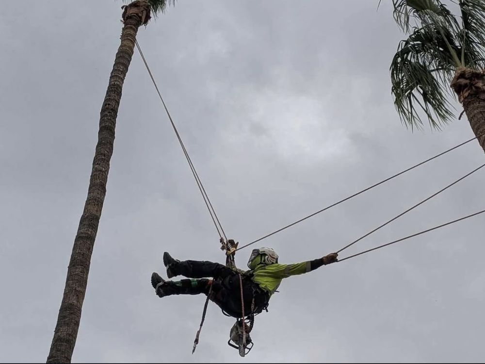 Arborist suspended in harness, pruning a tall palm tree; cloudy sky backdrop.