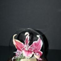 Pink-and-white flower with dark curled petals against a black background