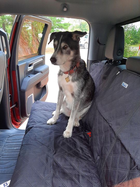Chien noir et blanc assis sur la banquette arrière d'une voiture, portière ouverte