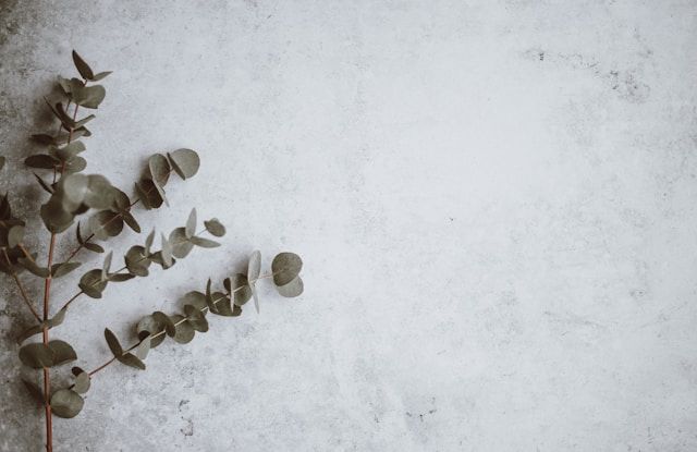Minimal eucalyptus branches on textured background for cremation services in Augusta, ME