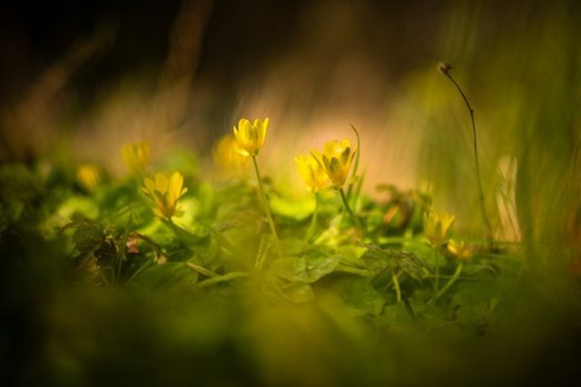 Soft-focus yellow wildflowers blooming in natural field for cremation services in Brunswick, ME