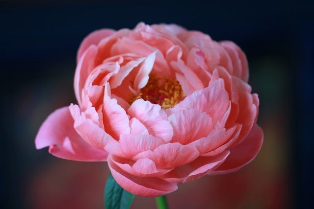 Soft pink memorial flower symbolizing remembrance and compassionate cremation services.