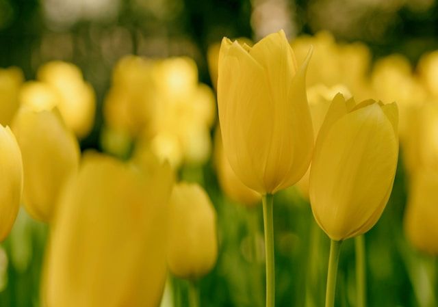 Yellow tulips at a memorial service, symbolizing peace and remembrance for cremation services