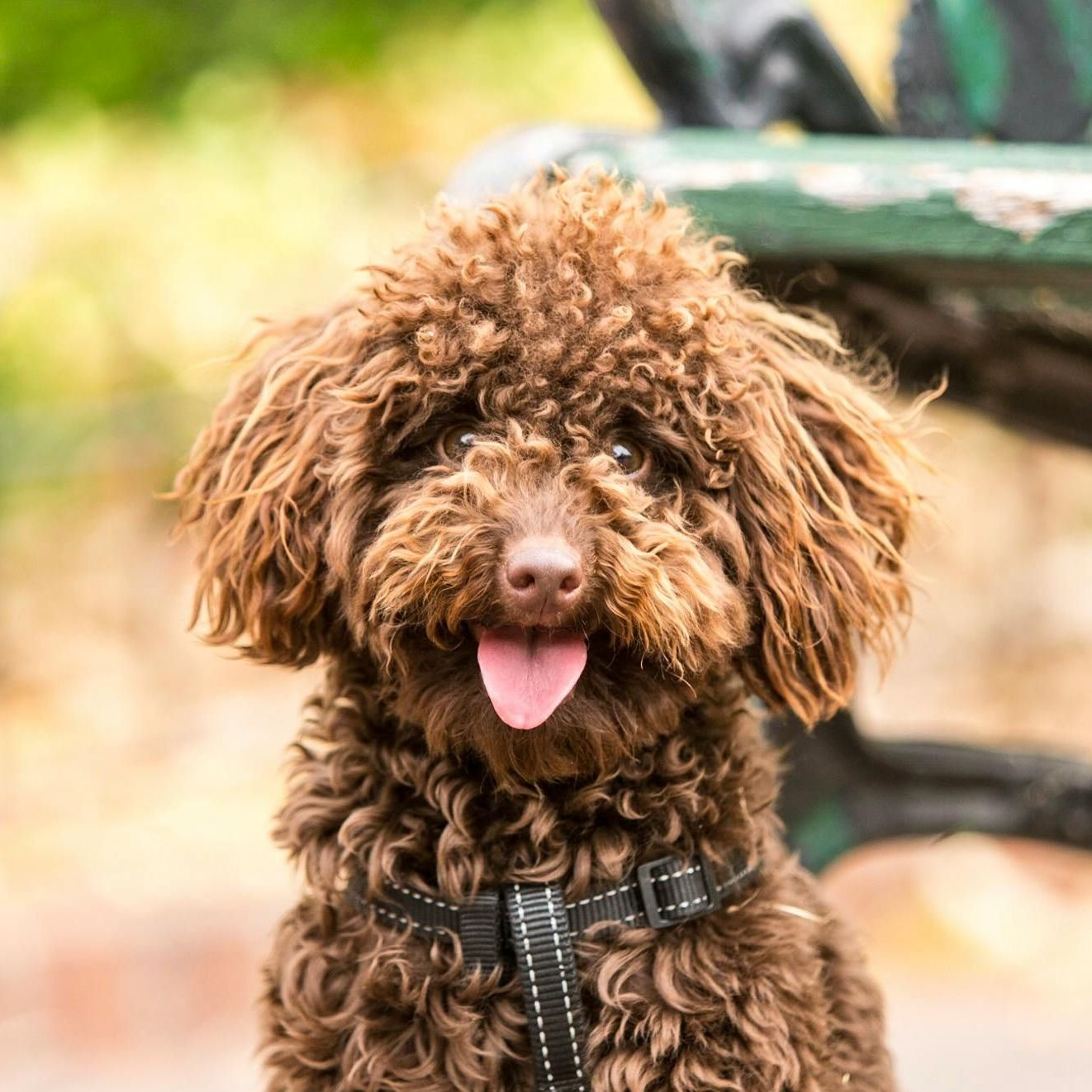 A brown poodle is sitting on a bench with its tongue hanging out.