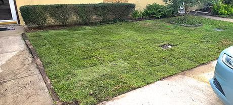 A lush green lawn.