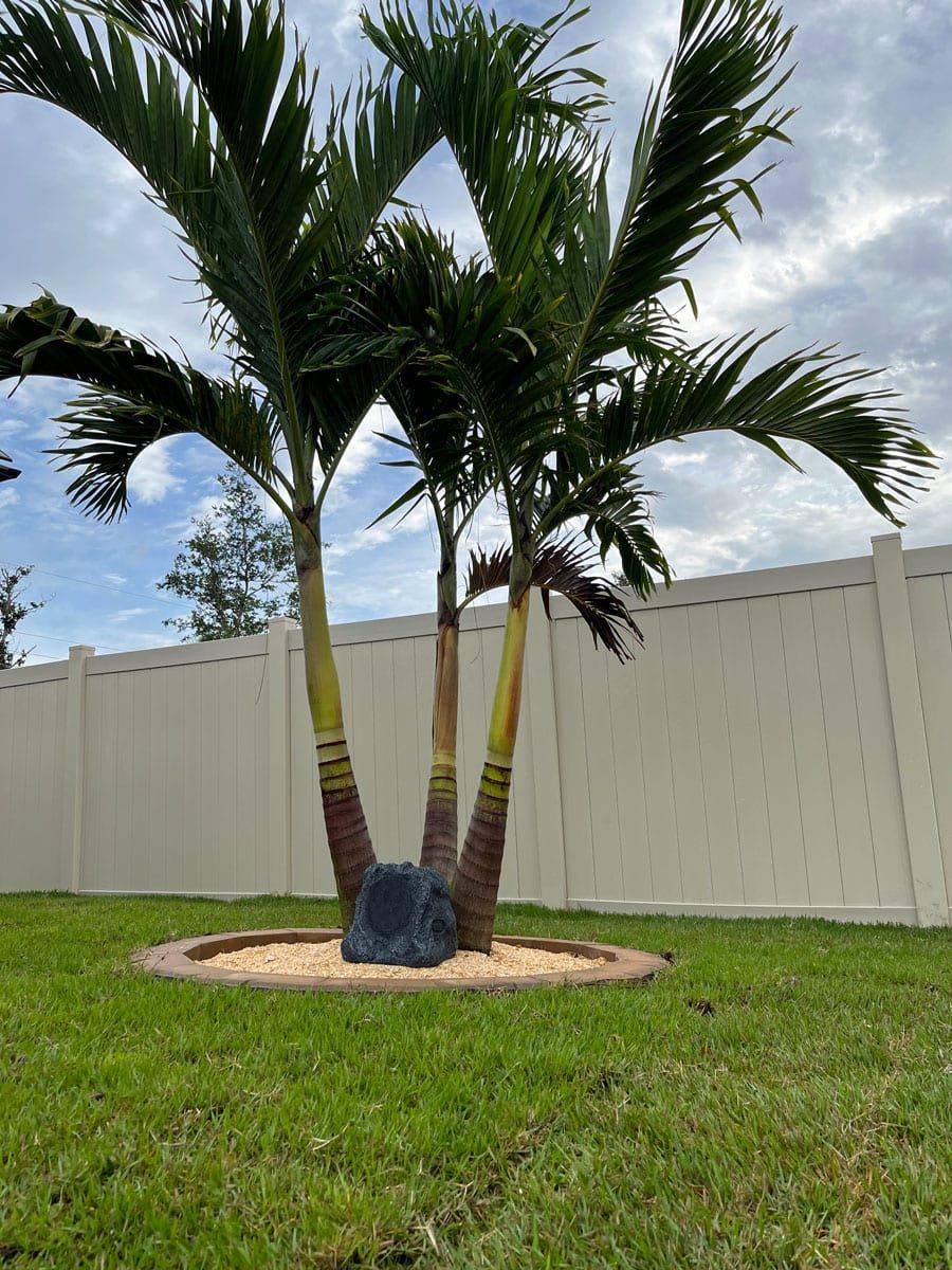 A palm tree is sitting in the middle of a lush green lawn in front of a white fence.
