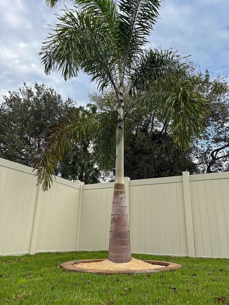 A palm tree is sitting in the middle of a lush green yard next to a white fence.